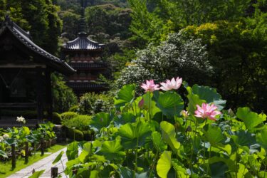 宇治景点介绍 三室户寺